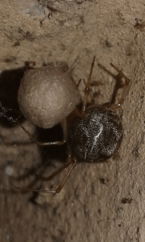 Steatoda sp. (Theridiidae)? No, Parasteatoda cfr. tepidariorum -  prov. PD